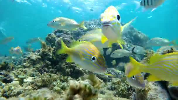 カリブ海のサンゴ礁でカラフルな海底 熱帯魚 イソギンチャク サンゴでいっぱいの明るい海の底の風景 水中の海の水生生物 パナマのイスラバスティネトス国立海洋公園のボカス トロ島 — ストック動画