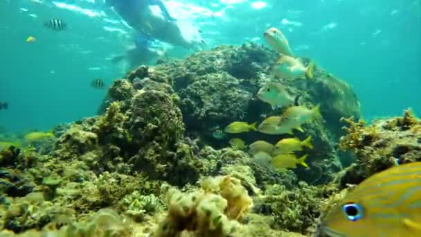 Colorful Seabed Coral Reef Caribbean Sea Bright Sea Bottom Landscape — Stock Video