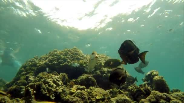 Kleurrijke Zeebodem Het Koraalrif Caribische Zee Helder Zeebodemlandschap Vol Tropische — Stockvideo