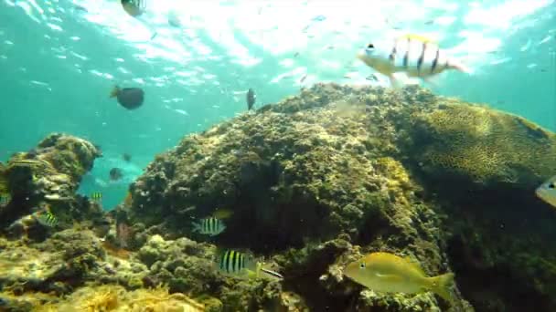 加勒比海珊瑚礁上色彩斑斓的海底 明亮的海底景观充满热带鱼类 海葵和珊瑚 巴拿马巴斯蒂门托斯岛的Bocas Del Toro岛国家海洋公园 — 图库视频影像