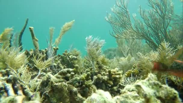 Colorful Seabed Coral Reef Caribbean Sea Bright Sea Bottom Landscape — Stock Video