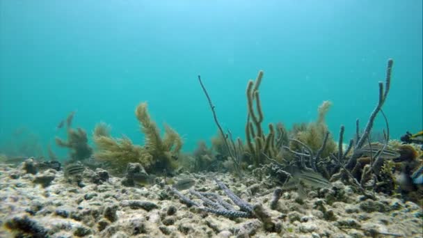 加勒比海珊瑚礁上色彩斑斓的海底 明亮的海底景观充满热带鱼类 海葵和珊瑚 巴拿马巴斯蒂门托斯岛的Bocas Del Toro岛国家海洋公园 — 图库视频影像