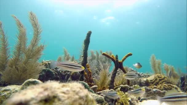 Bunter Meeresboden Korallenriff Der Karibik Helle Meeresbodenlandschaft Voller Tropischer Fische — Stockvideo