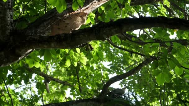Honigwabe Auf Den Ästen Eines Baumes Der Karibik Bienenvölker Regenwald — Stockvideo