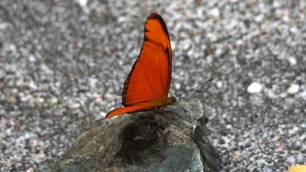 Oranje Tropische Vlinder Haar Slowmotion Vleugels Klapperen Tropische Vlinder Fladderen — Stockvideo