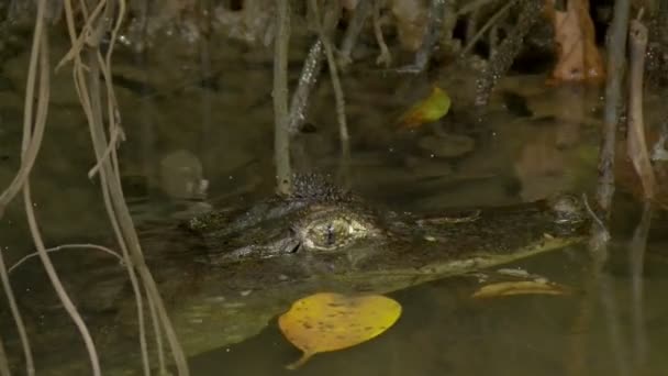 Olho Piscando Jacaré Closeup Flutuando Água Canal Fauna Vida Selvagem — Vídeo de Stock