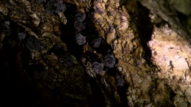 巨大的蝙蝠悬挂在加勒比洞穴的天花板上 巴拿马博卡斯群岛 Bastimentos 国家海洋公园的野生生物动物群 在中美洲丛林深处的纯净自然 — 图库视频影像