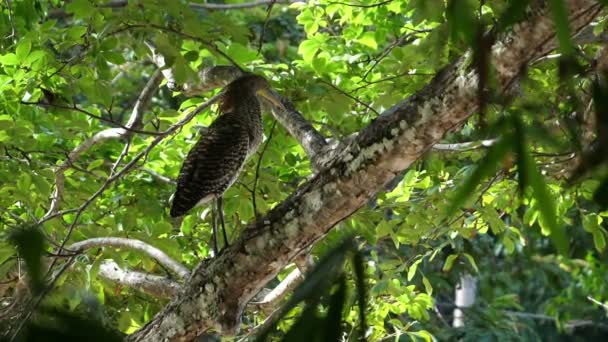 Exótico Tropical Garganta Nua Tigre Garça Pássaro Floresta Tropical Ardeidae — Vídeo de Stock