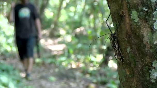 热带雨林中一棵树树皮上的巨型热带角角甲虫 长角甲虫 也称为 Longicorns 是一个世界性的甲虫家族 通常以极长的触角为特征 — 图库视频影像