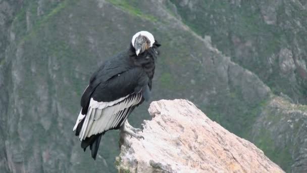 Condor Andino Vicino Poggiato Una Pietra Situato Nelle Montagne Delle — Video Stock