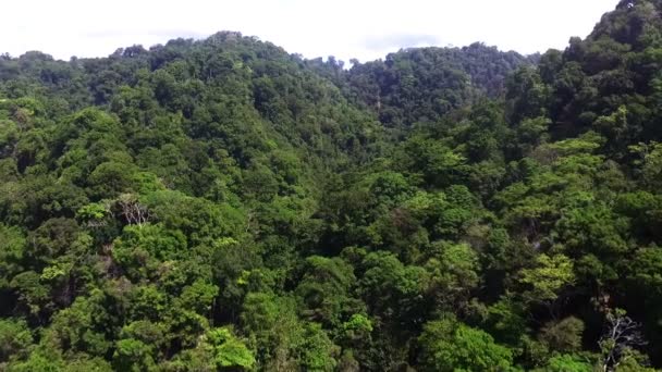 Virgin Ongerepte Caribische Tropische Corcovado Rain Forest Aerial Drone Groene — Stockvideo