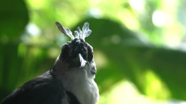Doğal habitatları ormandaki Magpie kuş. Magpies kuşlar genelde aile vardır. Siyah ve beyaz Avrasya magpie yaygın olduğunu dünyanın en akıllı hayvanlardan biri olarak kabul.