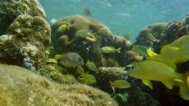 Mercan Karayip Denizi üzerinde renkli deniz yatağı. Parlak deniz alt peyzaj tropikal balık, Anemon ve mercan dolu. Sualtı okyanus sucul yaban hayatı. Isla Bastimentos Ulusal Deniz Parkı Panama Bocas del Toro Adaları.