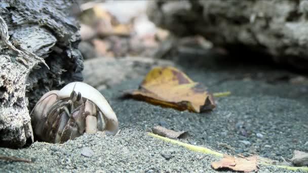 在加勒比海贝壳运输贝壳的隐士蟹 在海滩上藏着一只螃蟹 野生生物动物群 热带动物种类旺盛 世界各地令人敬畏多彩的独特动物 — 图库视频影像
