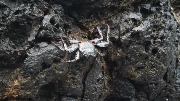 カリブ海で自然な生息地で銀の珍しいカニ 濡れた石の上移動カニのクローズ アップ 野生生物群 あふれんばかりの熱帯の動物種 世界中から素晴らしいカラフルなユニークな動物 — ストック動画