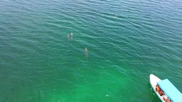 小组海豚游泳在热带水域鸟瞰 无人机垂直拍摄的宽吻海豚游泳在开放的加勒比海 巴拿马 Bastimentos 国家海洋公园博卡斯群岛野生生物区系 — 图库视频影像