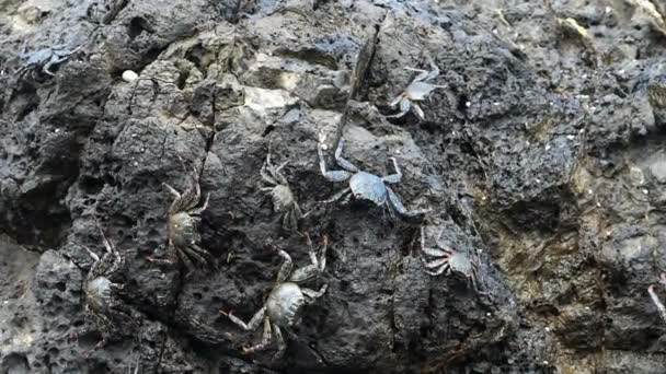 Stříbrná Vzácné Kraby Jejich Přirozeném Prostředí Karibiku Zavřete Některé Krabů — Stock video