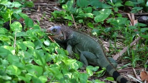 Iguana Verde Americana Correndo Movimento Super Lento Floresta Tropical Iguana — Vídeo de Stock
