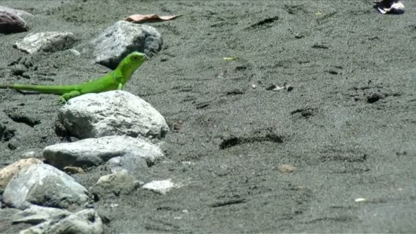 Bebê Iguana Americano Correndo Praia Caribe Iguana Verde Também Conhecida — Vídeo de Stock