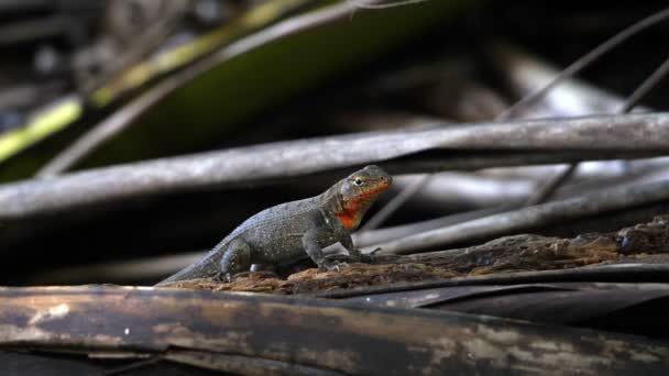 Lagarto Cinzento Tropical Americano Nas Caraíbas Câmara Lenta Lagarto Cauda — Vídeo de Stock