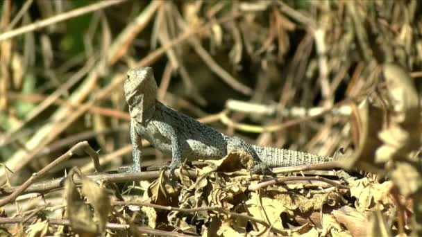 Lagarto Cinzento Tropical Americano Observando Meio Ambiente Caribe Lagarto Tropical — Vídeo de Stock