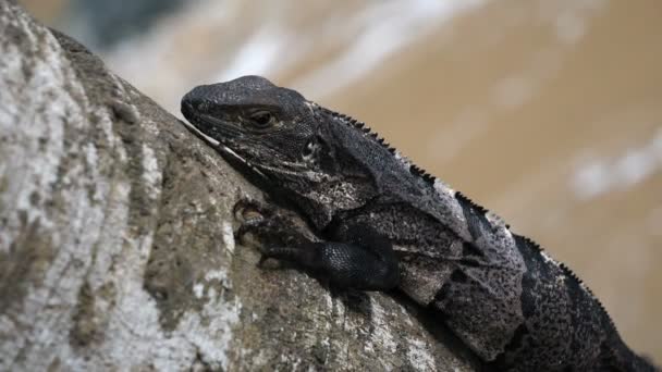 美国热带灰蜥蜴抓住了加勒比海滩旁边的一棵树 固定的深灰色热带蜥蜴 热带动物种类旺盛 来自世界各地的令人敬畏多彩的独特爬行动物 — 图库视频影像