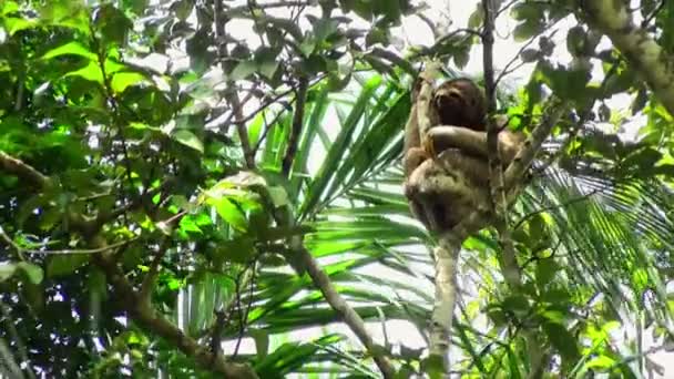 Ленивое Животное Растянувшееся Ветке Ленивцы Древесные Млекопитающие Отмеченные Медленным Движением — стоковое видео