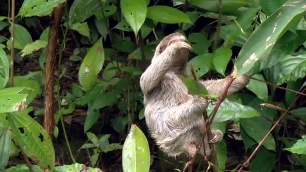 Bradipo Tre Dita Che Sale Sui Rami Albero Bradipi Sono — Video Stock