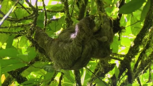 Tři – poslouchal lenochodi konzumace kakaa na větvi. Lenochodi jsou stromoví savci známý pomalost pohybů a tráví většinu svého života visí vzhůru nohama v stromů tropických deštných pralesů Jižní a střední Ameriky.