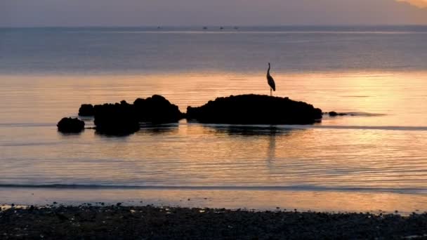 Unberührten Karibischen Tropischen Strand Bei Sonnenaufgang Goldene Sonne Helles Licht — Stockvideo