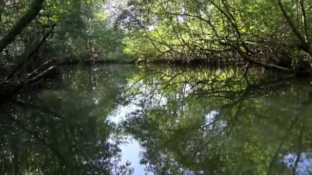 Barco Através Dos Canais Rio Quebrada Navegando Pela Paisagem Tropical — Vídeo de Stock