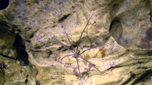 Enorme Araña Descansando Pared Una Cueva Caribe Vida Silvestre Dentro — Vídeos de Stock