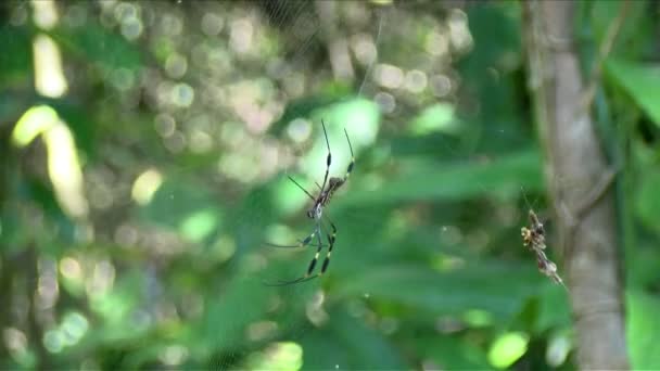 Riesige Spinnenjagd Seinem Spinnennetz Der Karibik Tropisch Gestreifte Spinne Mit — Stockvideo