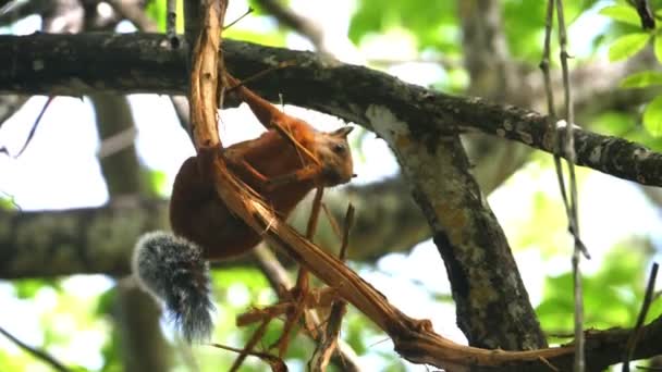 Ardilla Roja Tropical Con Una Cola Gris Tupida Cámara Súper — Vídeos de Stock