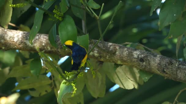 Yelllow Coronó Euphonia Macho Hábitat Natural Bosque Eufonía Corona Amarilla — Vídeo de stock