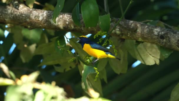 Yelllow Korunován Euphonia Muž Jeho Přirozeném Prostředí Lese Žlutá Korunován — Stock video