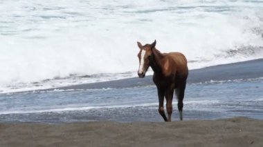 Vahşi sarışın at üzerinde deniz kıyısı ağır çekim. Vahşi hayvan yavaş Karayip Denizi kıyısında sahilde. Özgürlük içinde güzel atlar.