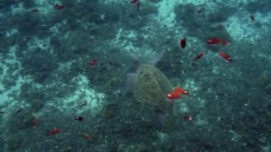 Atlantik ridley deniz kaplumbağası mercan kayalığı yüzme. Kemp'in ridley deniz kaplumbağası nadide familyasına ait deniz kaplumbağası ve eleştirel tehlikeye attın. Cins Lepidochelys içinde iki yaşam tür biridir. Coşkulu tropikal hayvan türleri.