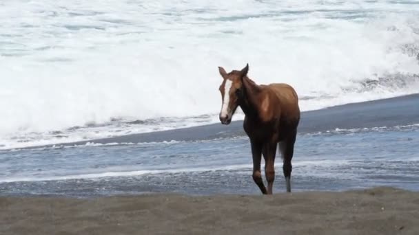 野生の金髪馬海岸スローモーションに カリブ海のスローモーションの海岸のビーチに野生の動物 自由で美しい馬 — ストック動画