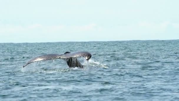 Cola Una Ballena Que Sale Respirar Las Aguas Del Caribe — Vídeo de stock