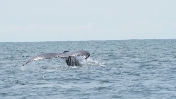 Tail Whale Coming Out Breathe Caribbean Waters Whales Swimming Splashing — Stock Video
