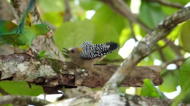 Papagaios Atacando Pica Pau Floresta Chuveira Luta Entre Papagaios Pica — Vídeo de Stock