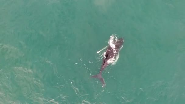 Wieloryb Wychodzi Oddychać Caribbean Wodach Antenowe Drone Wieloryby Pływania Otwartym — Wideo stockowe