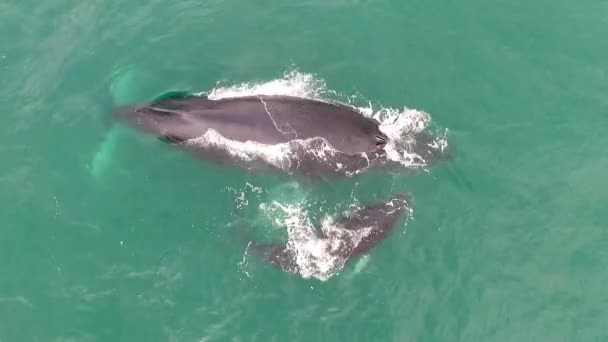 Whales Coming Out Breathe Caribbean Waters Aerial Drone Whales Swimming — Stock Video