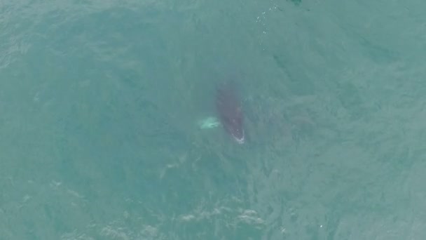 Φάλαινα Βγαίνει Αναπνεύσει Στην Καραϊβική Νερά Εναέριο Κηφήνα Φάλαινες Κολύμβηση — Αρχείο Βίντεο