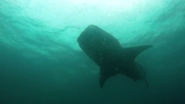 Koupání Vodách Karibiku Seathe Velrybí Žralok Velrybí Žralok Žralok Pomalu — Stock video