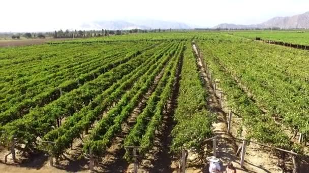 Familia Campo Caminando Través Los Cultivos Viñedos Vista Aérea Del — Vídeo de stock