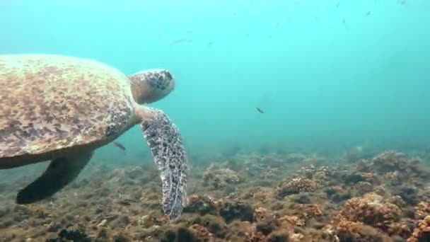 Atlantic Ridley Sea Turtle Swimming Coral Reef Kemp Ridley Sea Stock Video