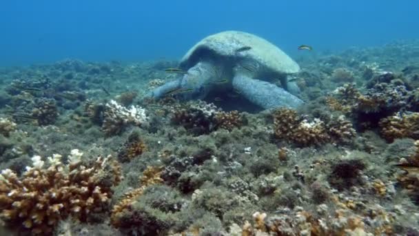 Atlantic Żółw Pływanie Rafy Koralowej Kemp Żółw Jest Najrzadsze Gatunki — Wideo stockowe