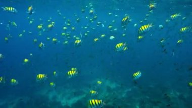 Banka balık deniz alt peyzaj Karayip Sea.Deep mavi deniz alt peyzaj tropikal balık dolu. Sualtı okyanus su mercan kayalığı yaban hayatı.